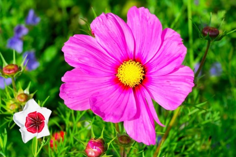 Cosmea bipinnata, pink cosmea flower with yellow centre, surrounded by green vegetation, colourful
