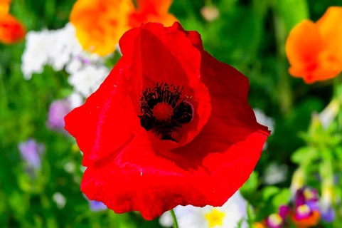 Corn poppy (Papaver rhoeas), Vivid red poppy flower focussed in the middle, surrounded by colourful