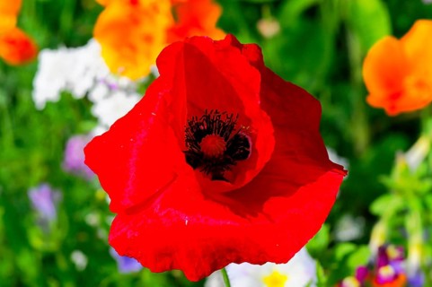 Corn poppy (Papaver rhoeas), Bright red poppy in full bloom against a green background, Colourful