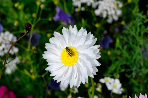 A white flower with a bee on the yellow centre, surrounded by green foliage, Colourful flower