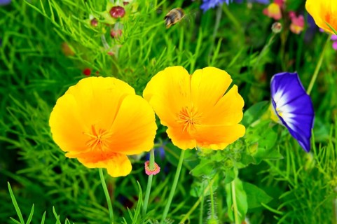 Yellow flowers on a green meadow with blue accent flowers, Colourful flower meadow, Schwäbisch