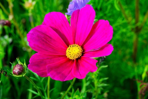 Cosmea bipinnata, dark pink flower with yellow centre, surrounded by green vegetation, colourful