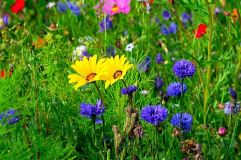 Yellow and blue flowers on a colourful summer meadow, Bunte Blumenwiese, Schwäbisch Gmünd,