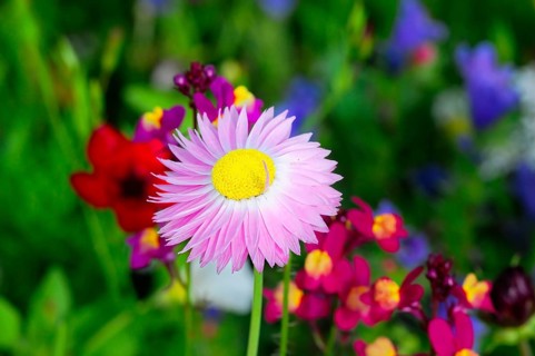 Pink flower with yellow centre amidst colourful meadow flowers, Bunte Blumenwiese, Schwäbisch