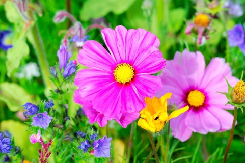 Ornamental basket, cosmea (Cosmea bipinnata), delicate pink flowers with a yellow centre against a