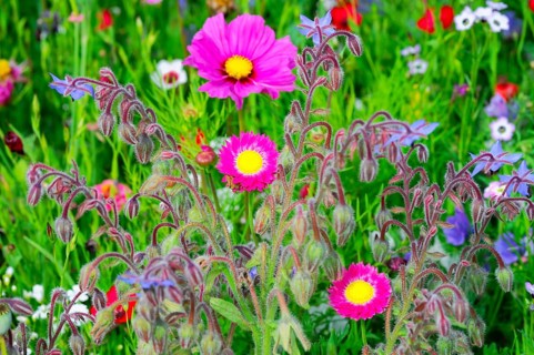 Pink flowers with yellow centre on a colourful, lively meadow, Bunte Blumenwiese, Schwäbisch Gmünd,