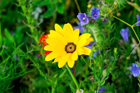 Yellow flower shines amidst green leaves on a summer meadow, Colourful flower meadow, Schwäbisch