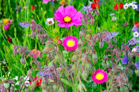 Lively flower meadow with pink and yellow flowers in fresh green, Colourful flower meadow,