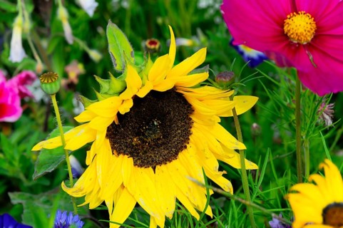 Yellow sunflower amidst colourful summer flowers, Colourful flower meadow, Schwäbisch Gmünd,