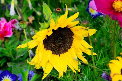 Large yellow sunflower among colourful wildflowers, Colourful flower meadow, Schwäbisch Gmünd,
