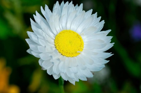 Large white flower with yellow centre in close-up, Colourful flower meadow, Schwäbisch Gmünd,