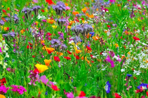 Colourful variety of wildflowers in a summer landscape, Colourful flower meadow, Schwäbisch Gmünd,