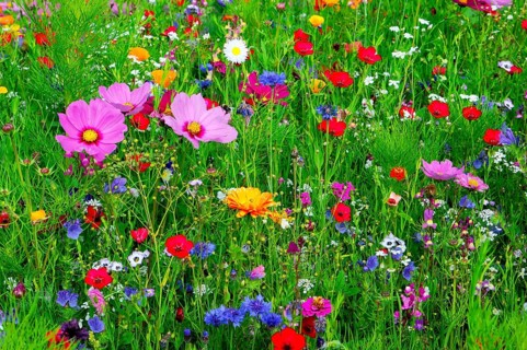 Colourful summer meadow with a variety of wildflowers in green surroundings, Colourful flower