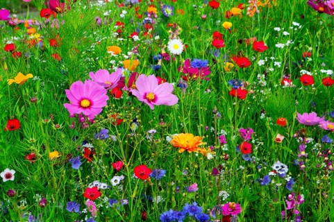 A living sea of flowers in a green natural environment, Colourful flower meadow, Schwäbisch Gmünd,