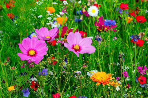 Different coloured flowers in a lush, green meadow, Colourful flower meadow, Schwäbisch Gmünd,