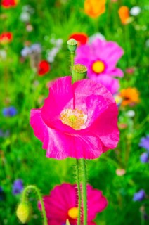 Corn poppy (Papaver rhoeas), Bright pink flower on a colourful summer meadow full of wildflowers,