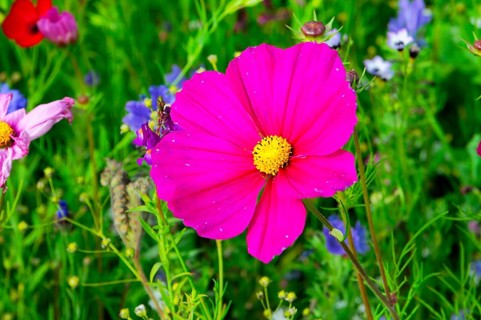 A bright pink flower in the middle of a green meadow, Bunte Blumenwiese, Schwäbisch Gmünd,