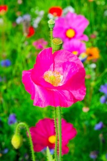 Corn poppy (Papaver rhoeas), Vibrant pink flower stands out in a meadow full of flowers, Colourful