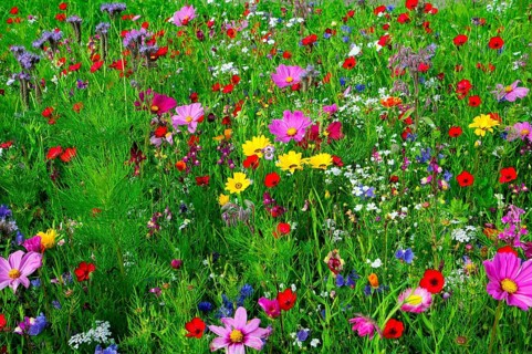 Colourful summer meadow full of blooming wildflowers, Bunte Blumenwiese, Schwäbisch Gmünd,