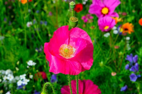 Corn poppy (Papaver rhoeas), pink flower protruding from a blooming summer meadow, colourful flower