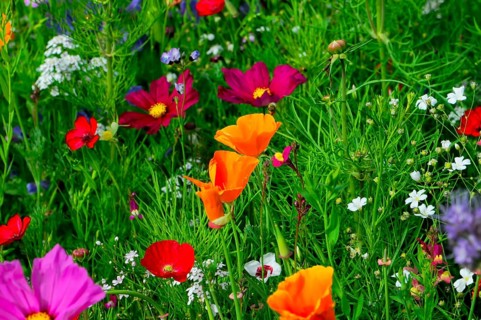 Small colourful meadow with striking orange wildflowers, Bunte Blumenwiese, Schwäbisch Gmünd,