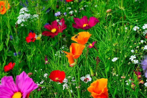 Flower meadow with colourful wildflowers and eye-catching orange flowers, Colourful flower meadow,