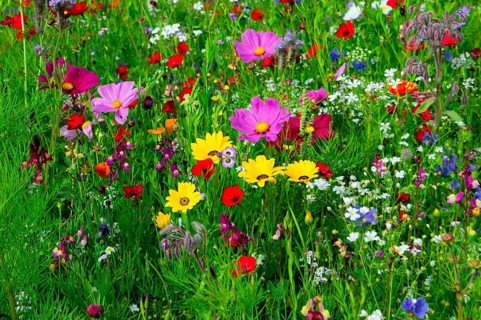 Colourful flower meadow with various wildflowers in vibrant colours, Bunte Blumenwiese, Schwäbisch