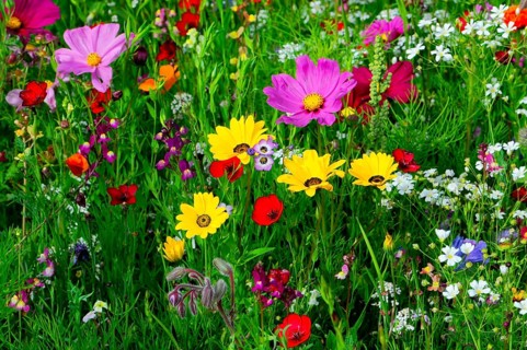 Ornamental basket, cosmea (Cosmea bipinnata), Colourful flowers, including pink and yellow
