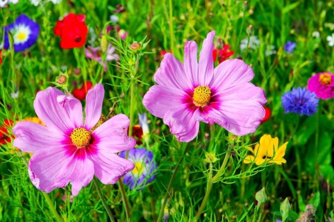 Ornamental basket, cosmea (Cosmea bipinnata), Two pink flowers stand prominently in front of a