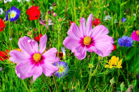 Ornamental basket, cosmea (Cosmea bipinnata), Two large pink flowers stand out amidst colourful