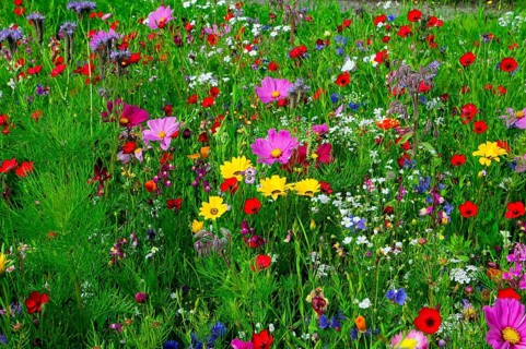 Vibrant and colourful flower meadow full of wild flowers, Bunte Blumenwiese, Schwäbisch Gmünd,