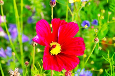 Cosmea bipinnata, A red flower with a yellow centre against a colourful, lively background,