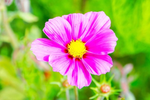 Ornamental basket, cosmea (Cosmea bipinnata), pink flower with yellow centre shows in front of a