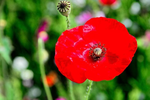Corn poppy (Papaver rhoeas), A blooming red poppy in a vivid green background with a stand of buds,