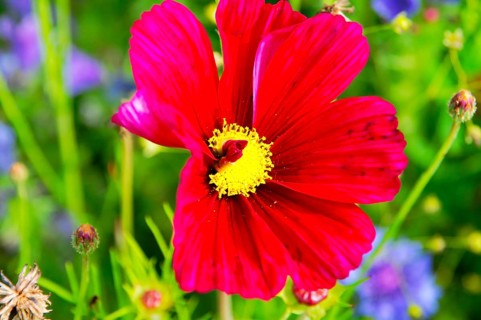 Ornamental basket, cosmea (Cosmea bipinnata), red flower with conspicuous yellow core in front of a