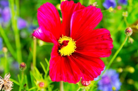 Ornamental basket, cosmea (Cosmea bipinnata), bright red flower with yellow centre in a colourful,