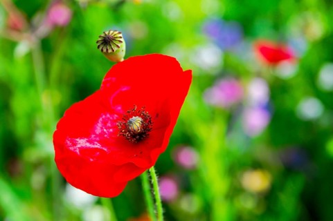 Corn poppy (Papaver rhoeas), Red poppy stands out in constant green, surrounded by blurred