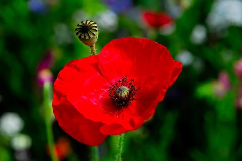 Corn poppy (Papaver rhoeas), Bright red poppy against a blurred green background in a summery
