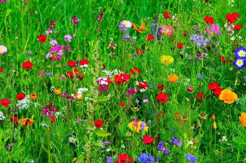 A lush meadow full of colourful and blooming flowers with green foliage, Bunte Blumenwiese,