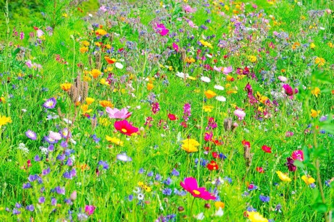 A field of blooming wildflowers in vibrant colours and green grass, Bunte Blumenwiese, Schwäbisch