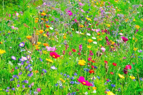 A blooming field full of colourful wildflowers and green meadow, Bunte Blumenwiese, Schwäbisch