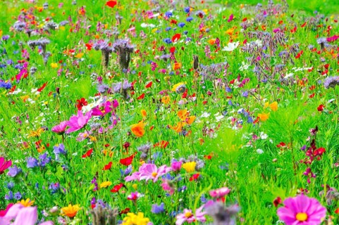 A lively flower meadow full of colourful, blooming wildflowers, Bunte Blumenwiese, Schwäbisch