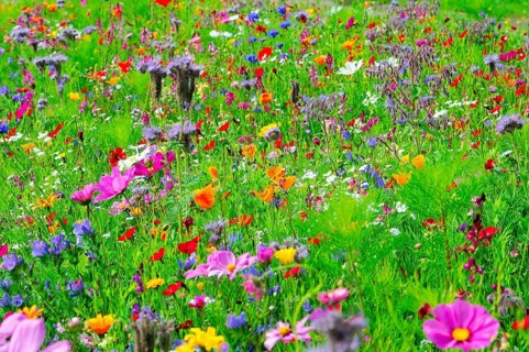 A colourful field of vibrant wildflowers in full bloom, Bunte Blumenwiese, Schwäbisch Gmünd,