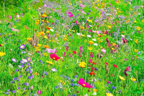 A diverse selection of colourful flowers on a green meadow, Bunte Blumenwiese, Schwäbisch Gmünd,