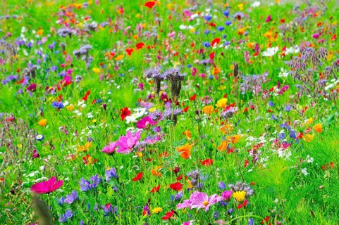 A sea of colourful wildflowers spreads across the green meadow, Bunte Blumenwiese, Schwäbisch
