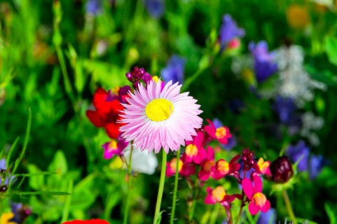 Single pink daisy between colourful meadow flowers, Colourful flower meadow, Schwäbisch Gmünd,