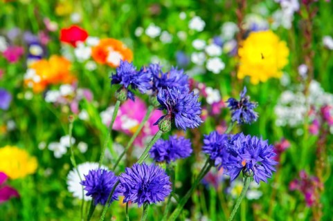 Purple cornflowers in a colourful wild flower field, Bunte Blumenwiese, Schwäbisch Gmünd,