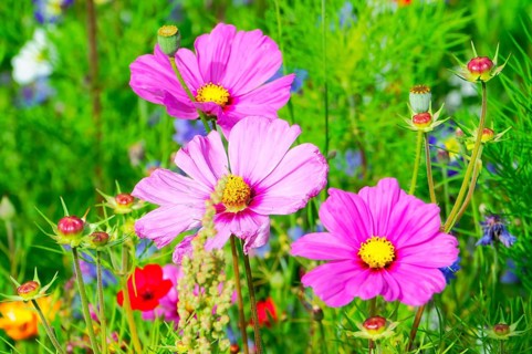 Ornamental basket, cosmea (Cosmea bipinnata), pink cosmos flowers in a lush flower field, colourful