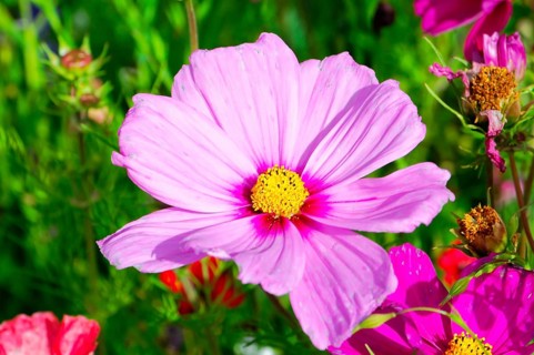 Ornamental basket, cosmea (Cosmea bipinnata), large pink cosmea flower in the foreground amidst