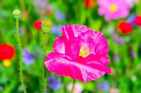 Corn poppy (Papaver rhoeas), Bright pink poppy against a blurred background, focussed